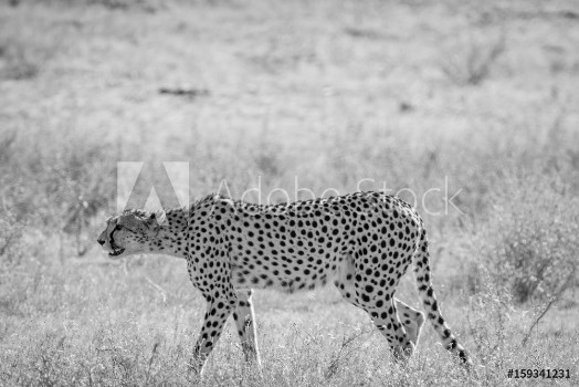 Bild på Cheetah walking in the grass in Kalagadi